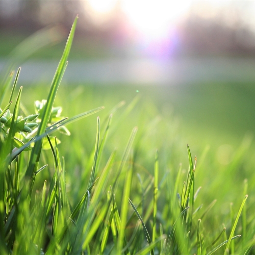 Progettazione giardini Chieri